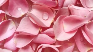 Água de Rosas no Rosto: Benefícios Reais e Limites (2026)
