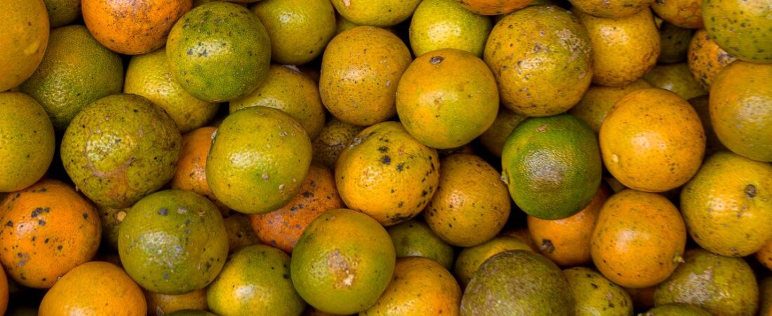 Antioxidantes no Skincare 2026: Por Que a Pele Madura Precisa Além do Protetor Solar