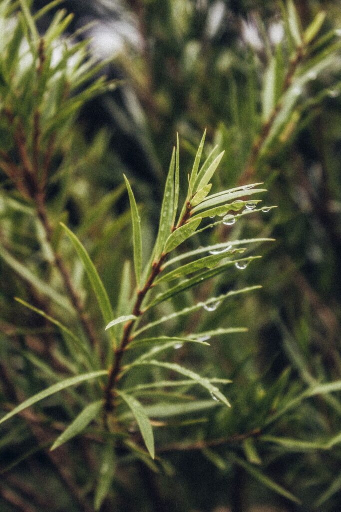 Folhas verdes estreitas de planta