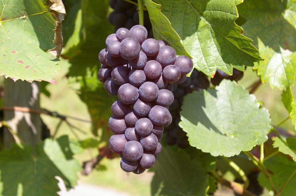 Cacho de uvas roxas, uma das fontes naturais do resveratrol